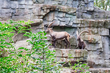 Two alpine ibexes traverse rocky terrain in Amsterdam, showcasing their impressive curved horns and robust bodies against a natural backdrop.