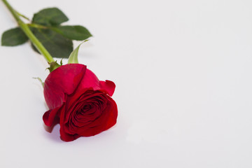 One red rose on a white background with a place under the text