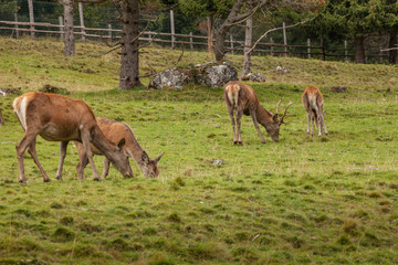 Obraz na płótnie Canvas A group of young deers in a green alpine pasture;
