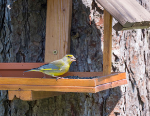 Close up male European greenfinch, Chloris chloris bird perched on the bird feeder table with sunflower seed. Bird feeding concept. Selective focus.