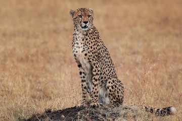 The cheetah sits on a hillock on the background of the yellowed grass