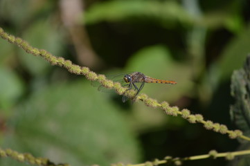 Fototapeta na wymiar A beautiful dragonfly sitting on a grass