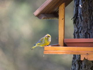Close up male European greenfinch, Chloris chloris bird perched on the bird feeder table with sunflower seed. Bird feeding concept. Selective focus.