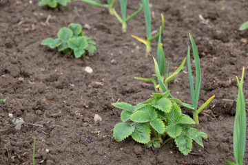 Strawberry seedlings ready to grow in garden