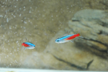 青と赤が美しいネオンテトラ