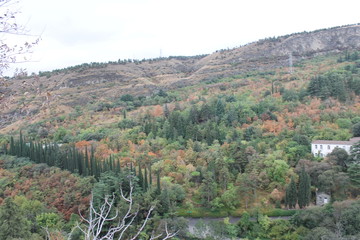 flora of the Georgian mountains and slopes spruce and deciduous trees Georgia