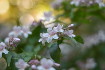 Blühende Kolkwitzie (Kolkwitzia amabilis) 