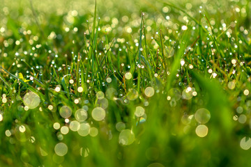 Morning dew on green grass close-up. The front and background are blurry. Macro shot in the morning sun.