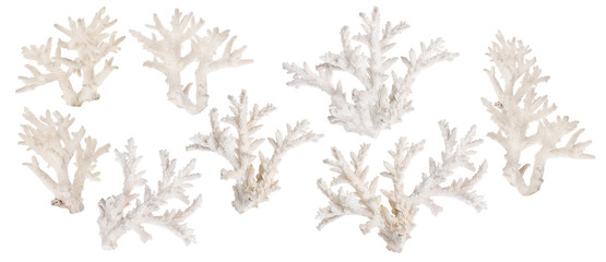set of eight light coral branches on white