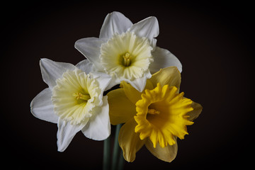 Fototapeta na wymiar Three flowers of daffodil.