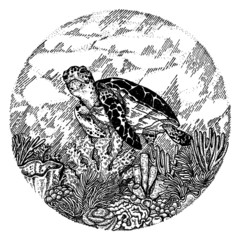 Sea turtle