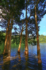 3 Aug 2008 the Hong Kong Shing Mun Country Park.