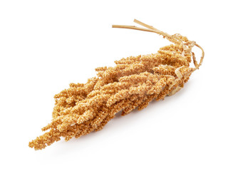 Spikelet of amaranth isolated on white background.