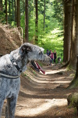 Irischer Wolfshund