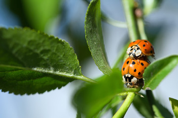Two orange ladybirds copulating on a plant among leaves