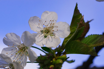 Delicate white blossom of sweet cherry in the spring garden, artstistic abstract background with selective focus on yellow pollen stems and petal edges, partially blurred, warm light of setting sun