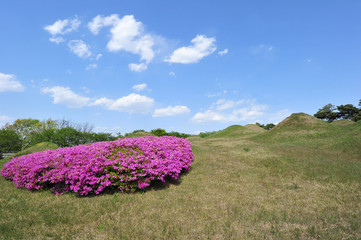 Fototapeta premium Ancient Tombs at the Silla peroid in Sinsang-ri, Gyeongsan-si, Gyeongsangbuk-do, South Korea.