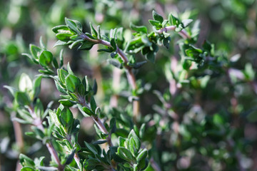 Fresh Thyme herb plant close up, aromatic perennial evergreen spice growing in the spring garden,...