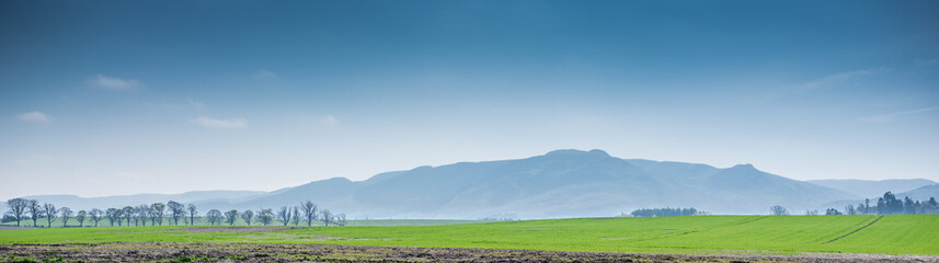 Fototapeta premium A line of trees on a green meadow with misty hills in the background. Beautiful countryside of Scotland.