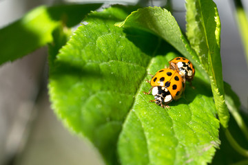 Black ladybirds on a green leaf