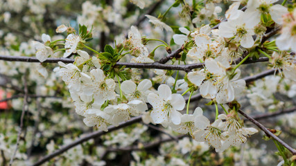 Flowers on a branch of cherry tree.  Spring flowering cherry.  Blooming cherry in the spring. 1
