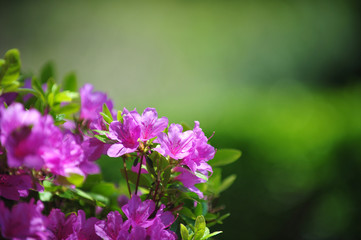 Azalea, Yeongsanhong flower.
