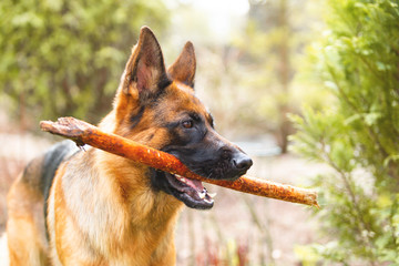 Portrait of a German shepherd with a stick in the mouth. Purebred dog.