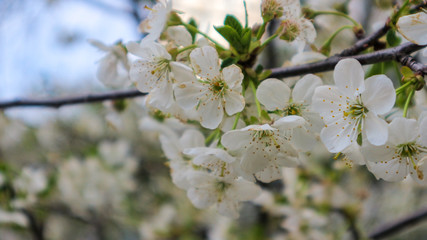 Flowers on a branch of cherry tree.  Spring flowering cherry.  Blooming cherry in the spring. 2