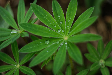 Lupin in dew
