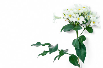 Orange jasmine flower or Murraya paniculata isolated on white background