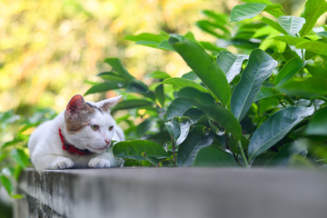 Cute cat rest on concrete wall