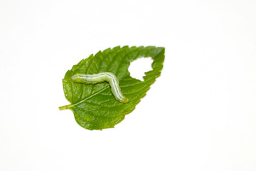 Pest on green mint leaf and on a white background