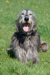 Irischer Wolfshund