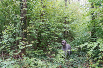 Irischer Wolfshund