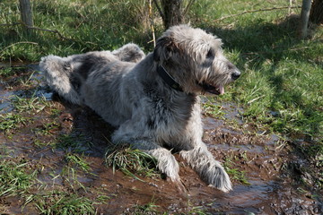 Fototapeta premium Irischer Wolfshund