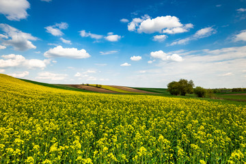 Picturesque Countryside Landscape. Blooming Rapeseed or Canola Fields,Green Rows and Trees