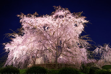 京都　円山公園の夜桜