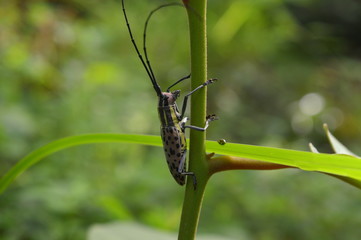 Big Grasshopper holding the stem of a plant.