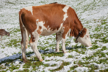 A brown alpine cow in a green pasture covered with snow in Dolomites area