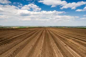 Fototapeta na wymiar Agriculture Fields with Rows on Potato Plantation