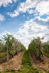 Fototapeta na wymiar Fruit Trees Blooming in Orchard. Blue Sky with Clouds over Horizon