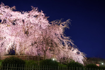 京都　円山公園の夜桜