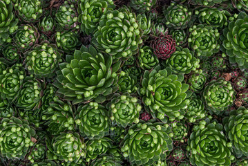 Background of green and red spiky plant granular Saxifraga. Macro photography. Sunny summer morning. Cute and beautiful close up for wallpaper or backdrop.