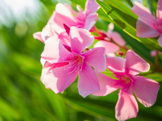Pink oleander flower blossom on Santorini island, Greece.