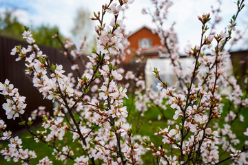 The blooming cherry on the background of the house