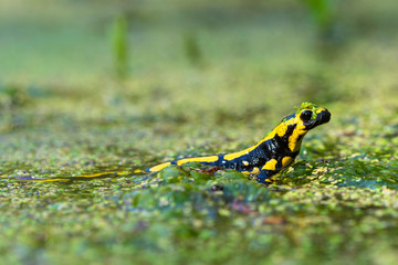 Feuersalamander