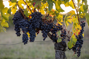 Ripe Merlot grapes lit by warm late sunshine in Montagne vineyard near Saint Emilion, Gironde,...