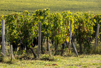 Ripe red Merlot grapes on rows of vines in a vienyard before the wine harvest in Saint Emilion...