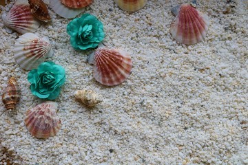 砂浜　貝　海辺　風景　イメージ