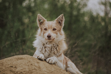 Portrait of a white and brown street dog posing on a pile of sand looking away